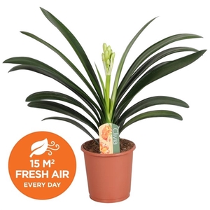 Clivia miniata met etiket