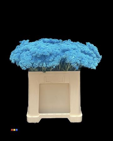 Sedum Light Blue