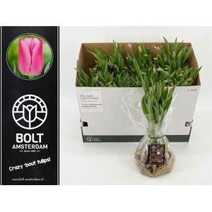 Tu En Christmas Dream