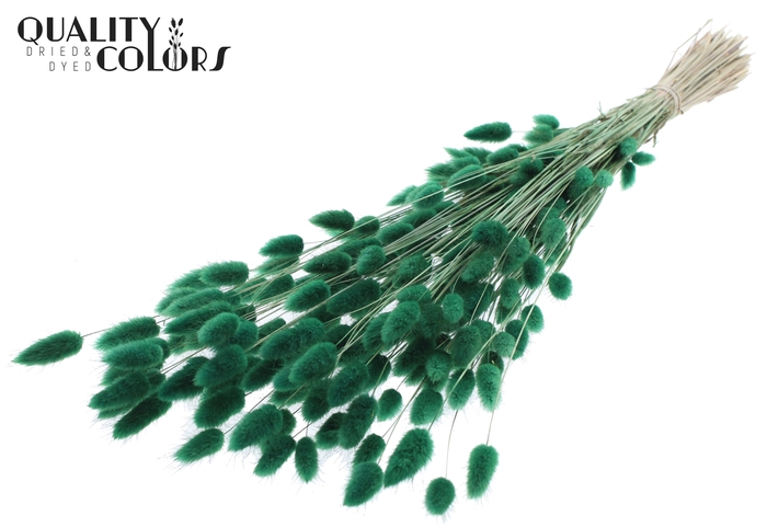 <h4>Lagurus Premium per bunch Green</h4>