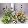 Succulenten Mix