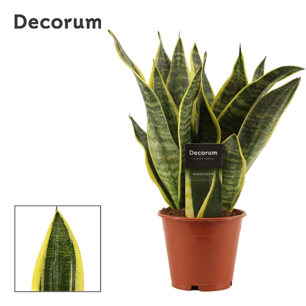 <h4>Sansevieria Superba 12 cm (Decorum)</h4>