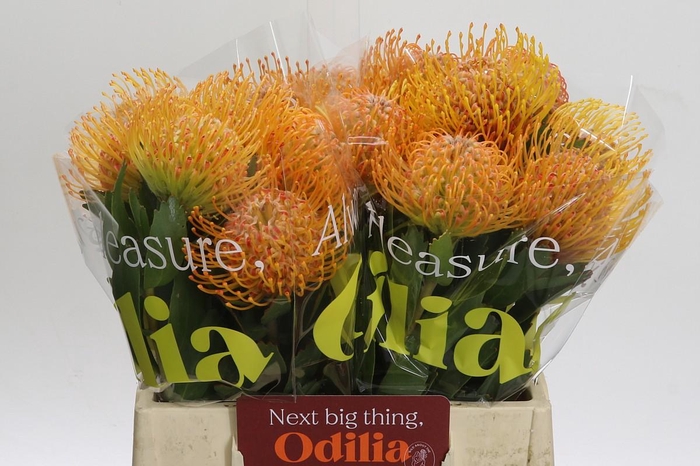 <h4>Nutans Soleil</h4>