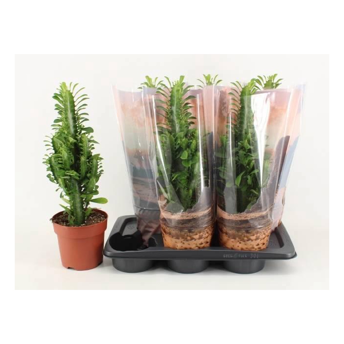 <h4>EUPHOR TRIGONA</h4>