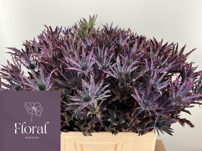 <h4>ERYN PL OV KLB H%</h4>