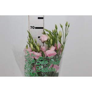LISIANTHUS ARENA III ROSE ROSA 060 CM