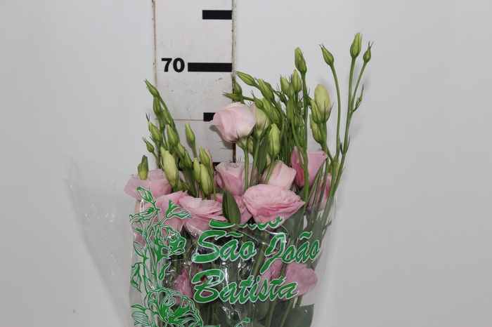 <h4>LISIANTHUS ARENA III ROSE ROSA 060 CM</h4>