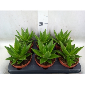 Aloe perfoliata