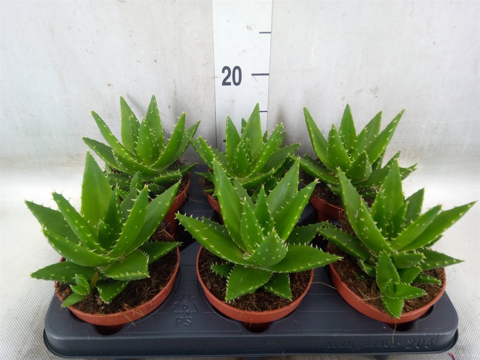 <h4>Aloe perfoliata</h4>