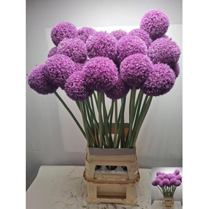 Allium Giganteum Xxl