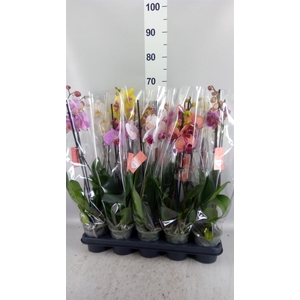 Phalaenopsis   ...mix  5