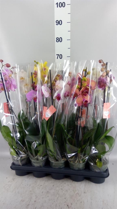<h4>Phalaenopsis   ...mix  5</h4>