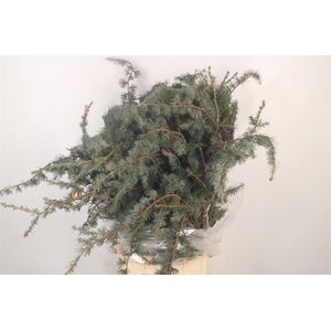 Ceder Libano Per Bunch