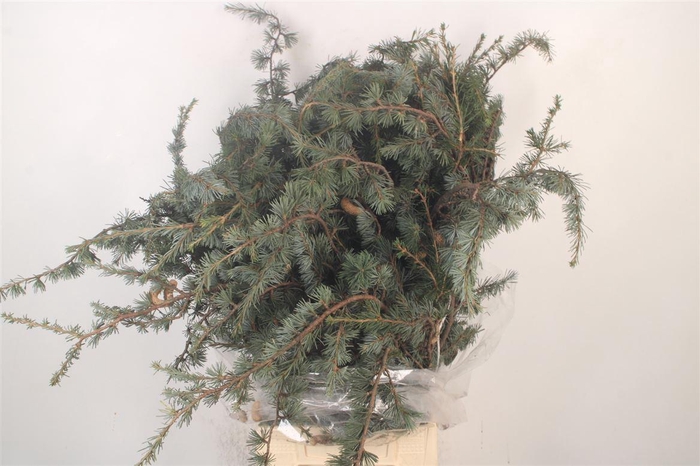 <h4>Ceder Libano Per Bunch</h4>