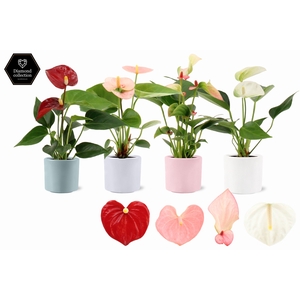Anthurium 6 cm 4 color mix in Eva spring ceramics
