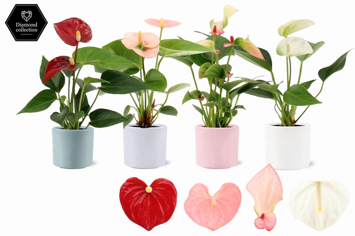 <h4>Anthurium 6 cm 4 color mix in Eva spring ceramics</h4>
