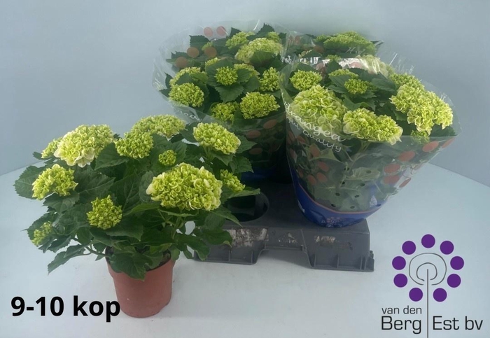 <h4>HYDR M CRYSTAL PALAC</h4>