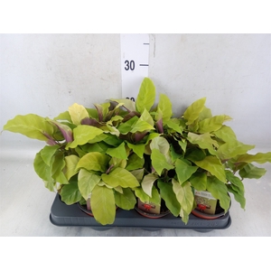 Calathea  'Fusion Yellow'