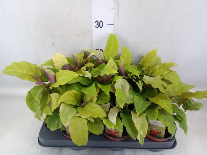 <h4>Calathea  'Fusion Yellow'</h4>