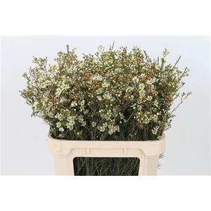 Chamelauc White Sirius