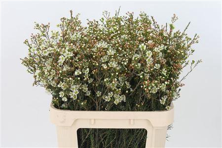 <h4>Chamelauc White Sirius</h4>