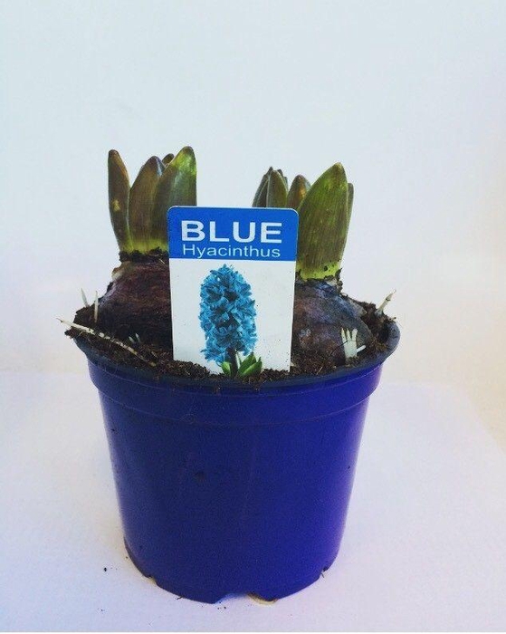 <h4>Hyacint Delft Blue in gekleurde pot</h4>