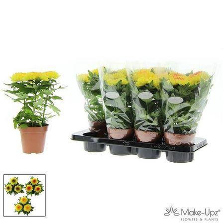 <h4>Chrys Supnova Yellow</h4>