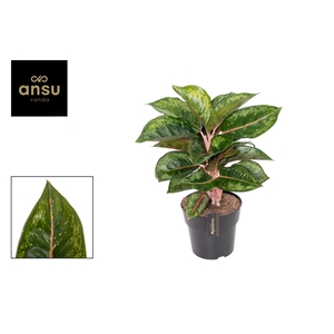 Aglaonema Camo Rubina