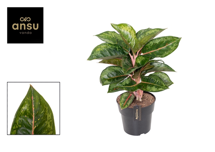 <h4>Aglaonema Camo Rubina</h4>
