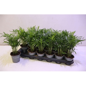 arr8 Chamaed Elegans