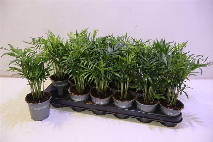 <h4>arr8 Chamaed Elegans</h4>