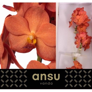 VANDA NA PEACH MANGO