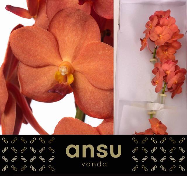 <h4>VANDA NA PEACH MANGO</h4>