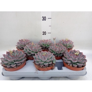 Echeveria  'Hercules'