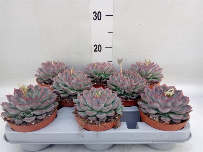 <h4>Echeveria  'Hercules'</h4>