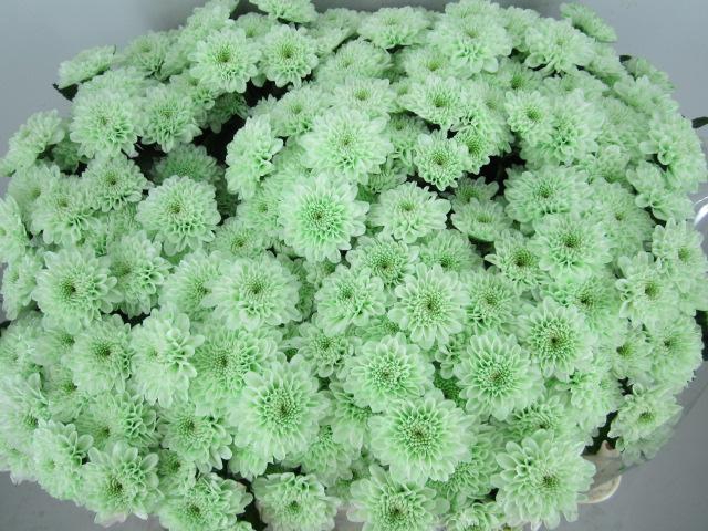 <h4>Chr S Aaa Cash Groen</h4>