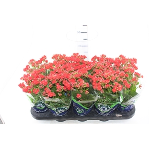 KALANCHOE DOBRADO P11 VERMELHO