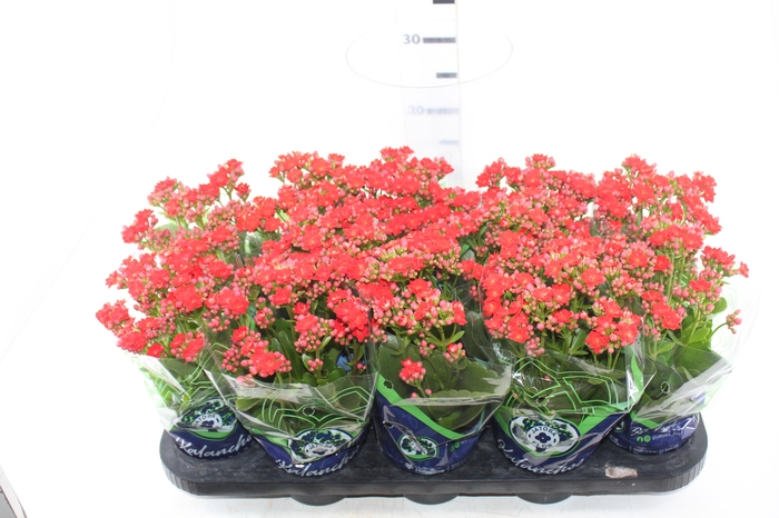 <h4>KALANCHOE DOBRADO P11 VERMELHO</h4>