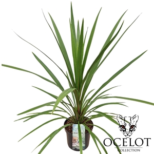 Cordyline 'Peko'