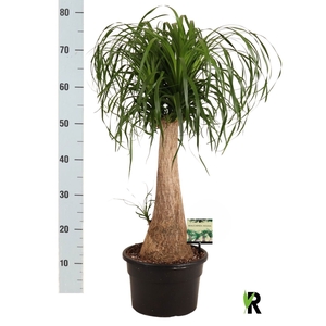 BEAUCARNEA RECUR