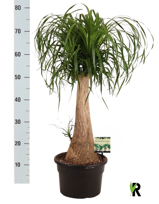 <h4>BEAUCARNEA RECUR</h4>