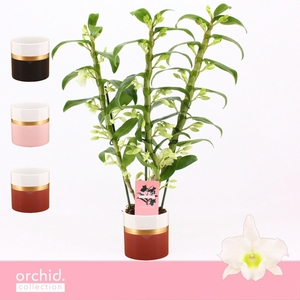 Dendrobium Nobilé, Apollon 3-spike in Dolomite Horizon 'Orchid Collection'