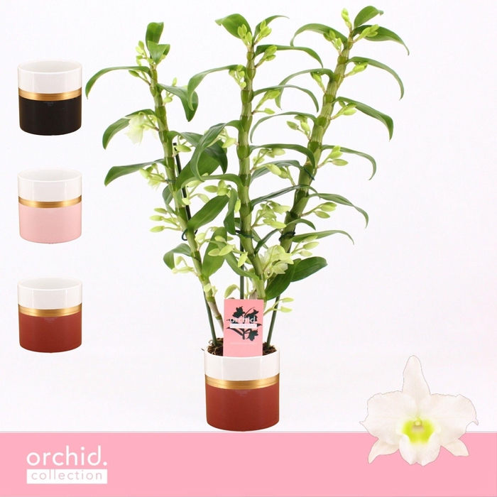 <h4>Dendrobium Nobilé, Apollon 3-spike in Dolomite Horizon 'Orchid Collection'</h4>