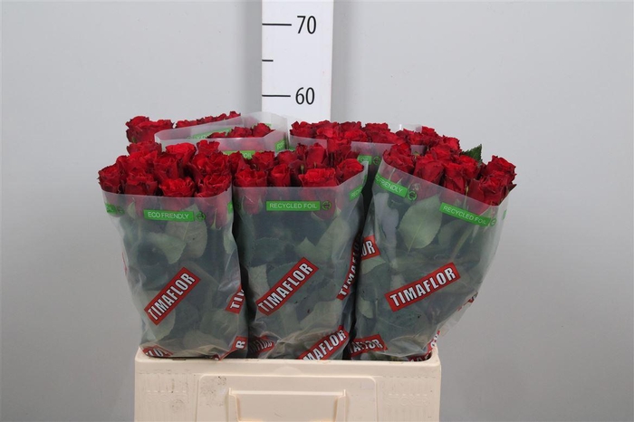 <h4>R Gr Upper Class</h4>