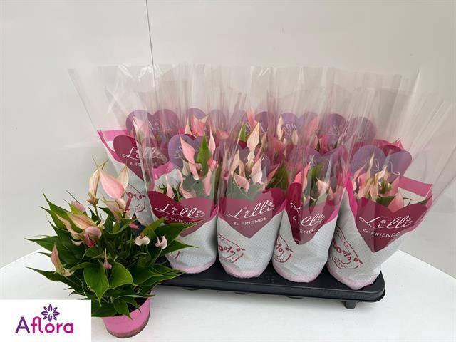 <h4>ANTHU LILLI</h4>