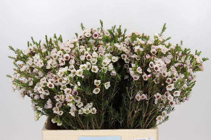 <h4>Chamelaucium Moonlight Delight</h4>