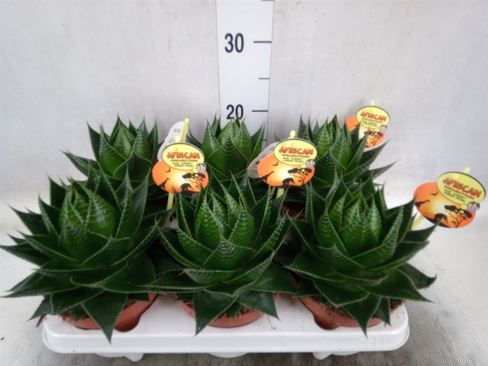 <h4>Aloe aristata 'Cosmo'</h4>