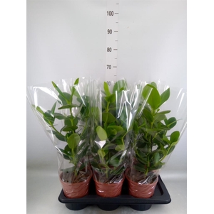 Clusia rosea 'Princess'