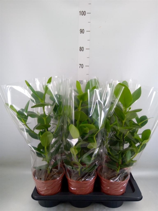 <h4>Clusia rosea 'Princess'</h4>