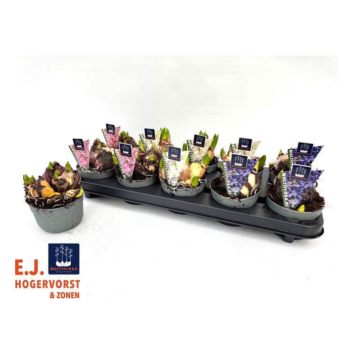 <h4>Hyacin Mult Gem 3 Kl</h4>